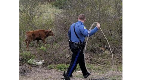 Trooper Uses Lasso To Corral Escaped Calf Near Poplar Bluff