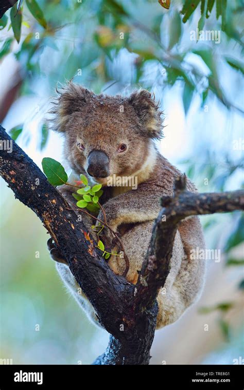Koala Koala Bear Phascolarctos Cinereus Sitting In An Eucalytus
