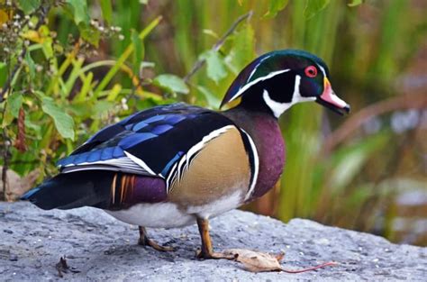 Wood Duck Focusing On Wildlife