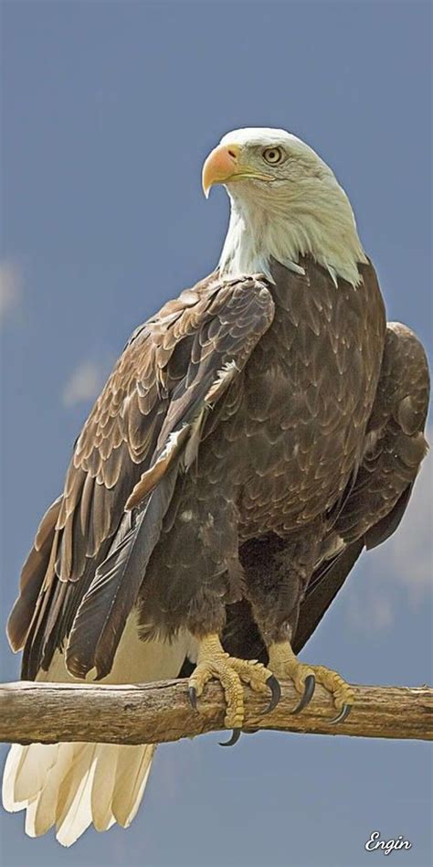 √ 11 Types Of Eagles In The World With Awesome Pictures Bald Eagle