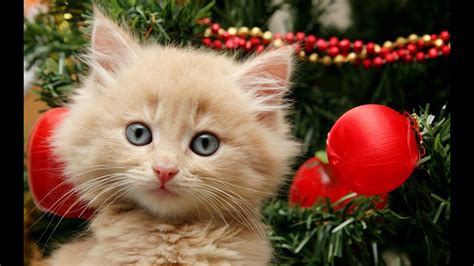 Christmas is also synonymous with sending merry christmas wishes and greeting. Getting a Kitten for Christmas Compilation - YouTube