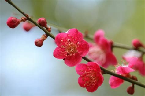 The Hidden Symbolism Behind Plum Blossoms Petal Republic