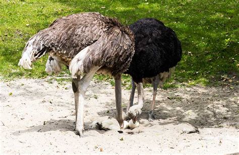Why Do Emus Stick Their Head In The Sand 2022 🐬 Animalia Lifeclub