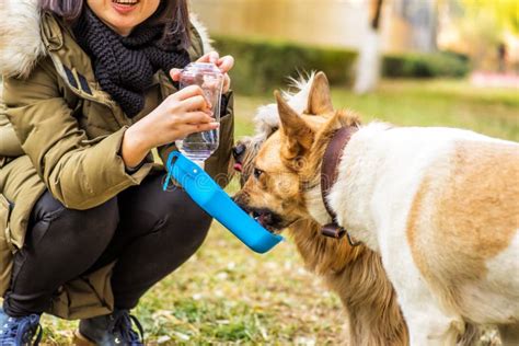 Dog In The Park Drinking From The Drinking Bowl Stock Photo Image Of