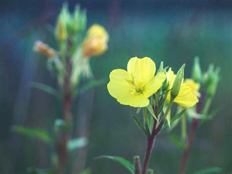 It's also a night owl, blooming at sunset. Evening Primrose Oil for Hair Loss: Mask, Supplements, and ...