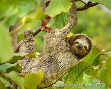 Three Toed Sloth In Costa Rica Shetzers Photography