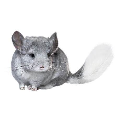 Female Chinchilla For Sale | Live Small Pets | PetSmart