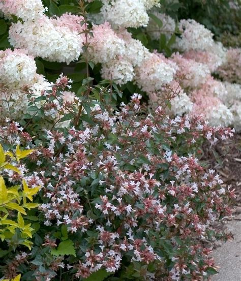 Free shipping on qualified orders. Ruby Anniversary® - Abelia chinensis | Colorful garden ...