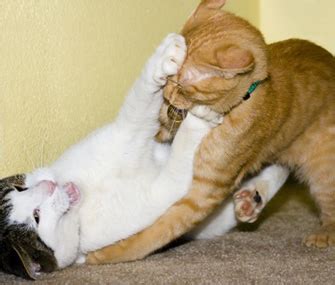 Do your cats groom each other? How Can I Tell If My Cats Are Just Playing or Actually ...