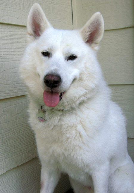 Navigate to the first search result item. siberian husky samoyed mix | Working dogs breeds, Samoyed ...