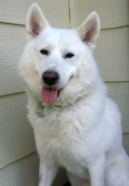 The siberian husky chow chow mix has a loving, affectionate nature, sharing a deep bond of love and affection with the members of its family, also remaining calm till the time they in fact, some chusky puppies may not have their middle teeth right after birth, thus requiring to be put on a special diet. siberian husky samoyed mix | Working dogs breeds, Samoyed ...