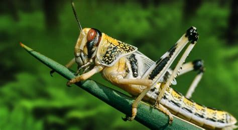 Here are 3 choice as to what it might be along with what to do about it.more in the post. What Do Grasshoppers Eat?
