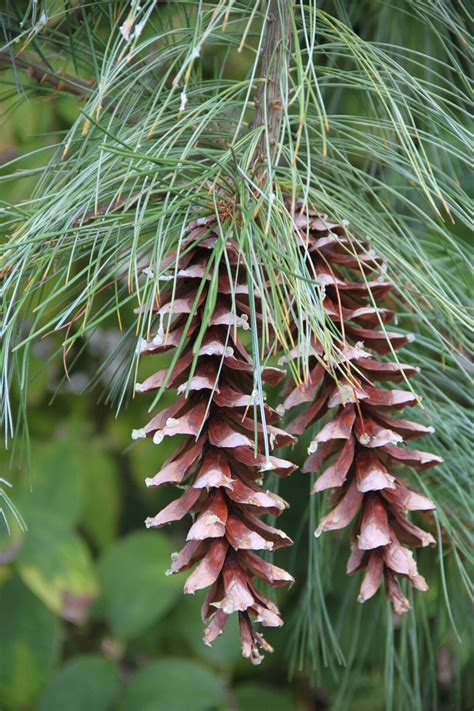 Eastern White Pine Pinus Strobus 20 Seeds Usa Company Etsy