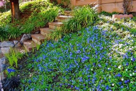 Gardening With Periwinkle Ground Cover Plants 1000 Ground Cover