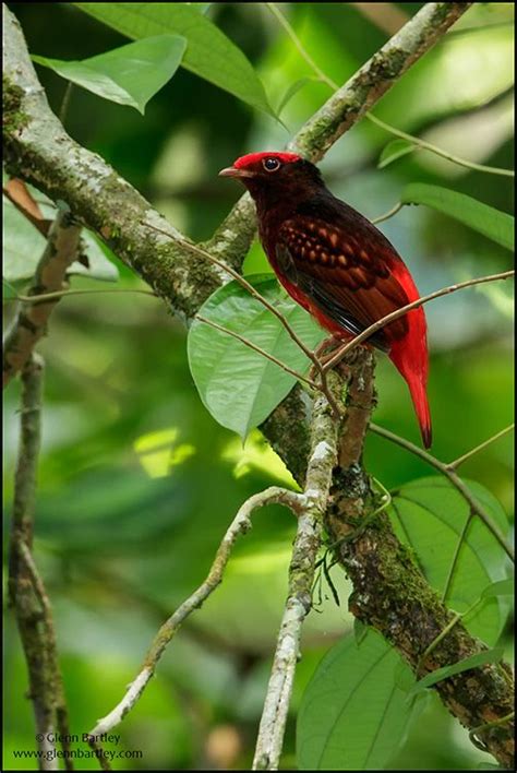 Guianan Red Cotinga Glenn Bartley Nature Photography Guyana