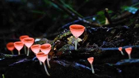 Forest Mushrooms Bing Wallpaper Download