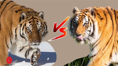 Siberian Tiger Vs Bengal Tiger Youtube