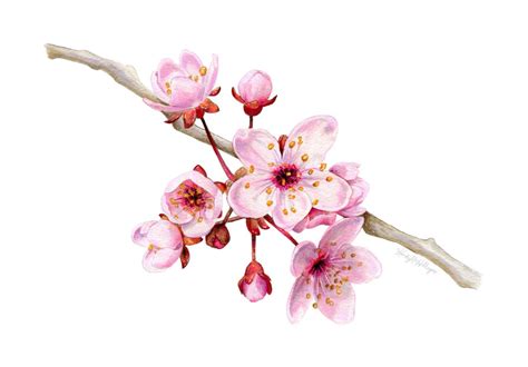 Kendyll Hillegas Cherry Blossoms Illustration Cherry Blossom