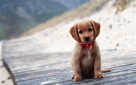 Maybe you would like to learn more about one of these? Cute Puppy Wallpapers for Desktop (58+ images)