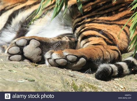 Tiger Paws Stock Photos And Tiger Paws Stock Images Alamy