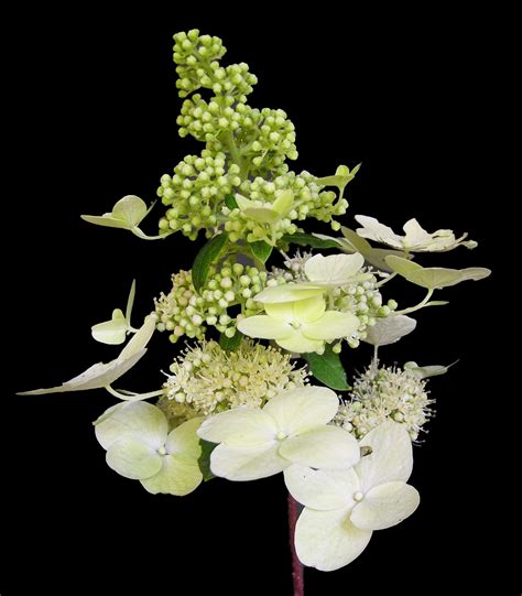 Hydrangea Paniculata Brussels Lace Is A Smaller Shrub Than Other H