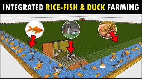 Integrated Rice Fish And Duck Farming Modern Agriculture Farm Design