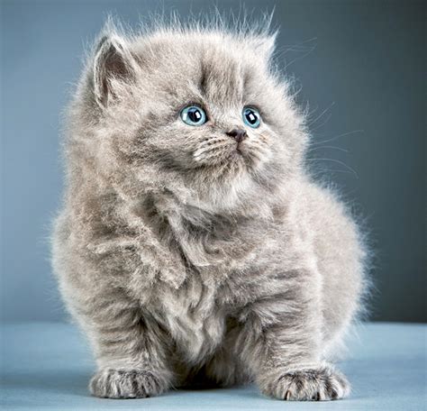 305 104 cat pet animal grey. Wallpapers kitty cat Cats Grey Fluffy Glance Animals