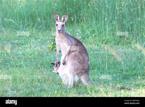 Mother Kangaroo With Her Baby Stock Photo Alamy
