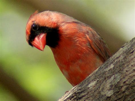 Se Texas Birding And Wildlife Watching The Red Bird