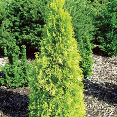 Thuja Polar Gold Arborvitae Evergreen Tree Grows 10 15 Ft Tall Etsy