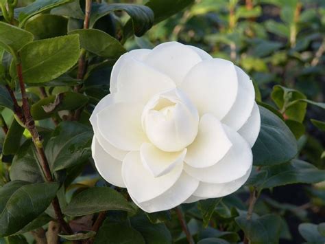Le piante rampicanti da fiore sono numerose, possono offrire fiori profumati e dalle tonalità più svariate (fiori rossi, fiori viola, azzurri. Coltivazione Camelia - Camellia japonica - Camellia ...