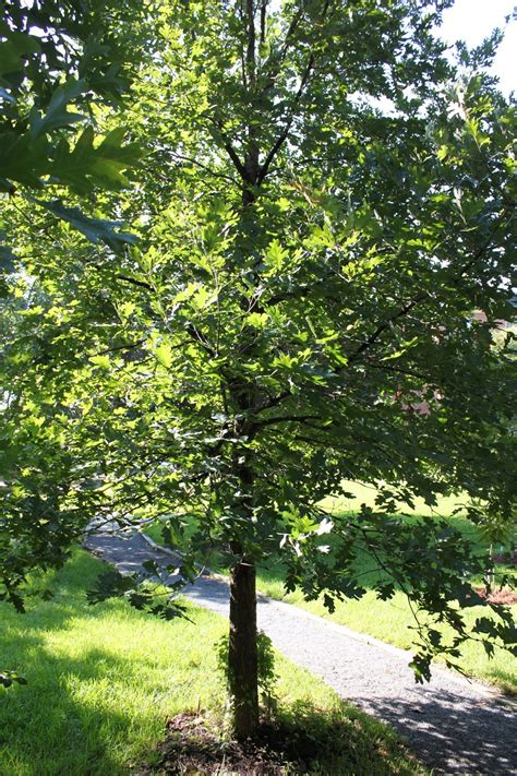 Centenary College Arboretum Tree Of The Week White Oak Quercus Alba