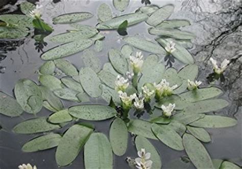 We did not find results for: Water Hawthorne Pond Plant for Cold Water - Aquarium ...