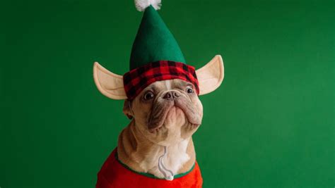 In theory, secret santa is a great idea. 19 Funny Secret Santa Gifts For A Hilarious Christmas 2020