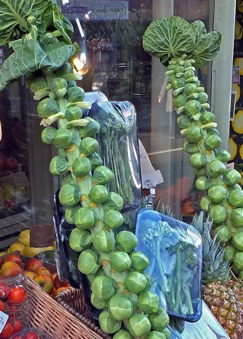 How To Grow Brussels Sprouts Everything About Garden
