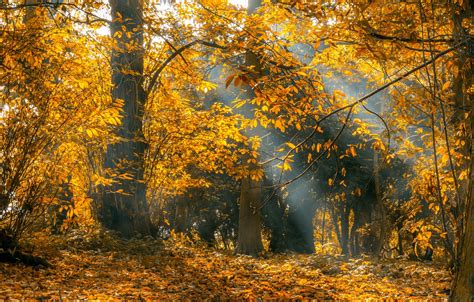Wallpaper Autumn Forest Light Branches Fog Park Foliage Yellow