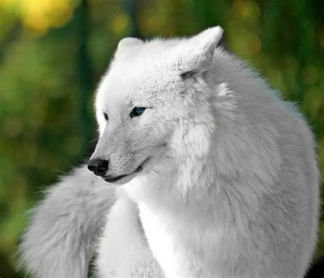 Serious Facts You Must Know About The White Snow Wolf Pouted Online