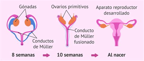 genitales internos mujer 3 sistema reproductor aparato reproductor gambaran