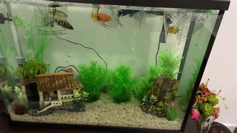 Top Fin 37 Gallon Tank With Cichlid All Bought At Petsmart Youtube