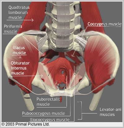 Abdominal and pelvic anatomy encompasses the anatomy of all structures of the abdominal and pelvic cavities. 盆底肌是什么？G动能够改善松弛吗？ - 知乎