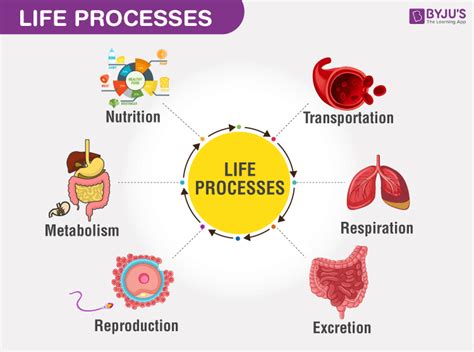 Cbse Class Science Chapter Life Processes Notes