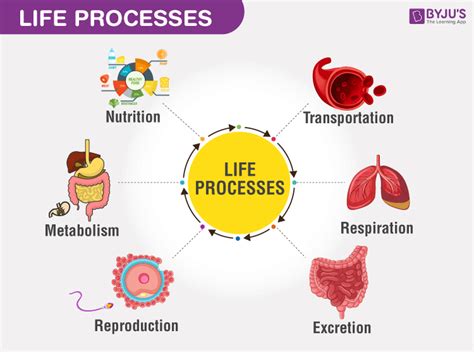 Life Processes Class Chapter Short Notes Mind Maps My Xxx Hot Girl