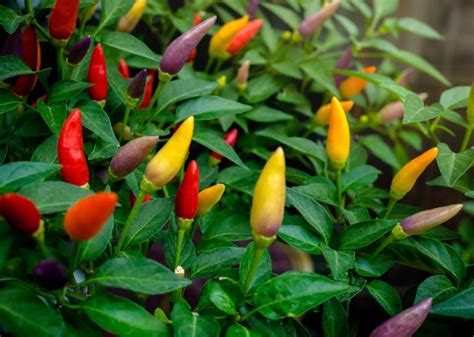 How To Care For Hawaiian Chili Peppers Hunker