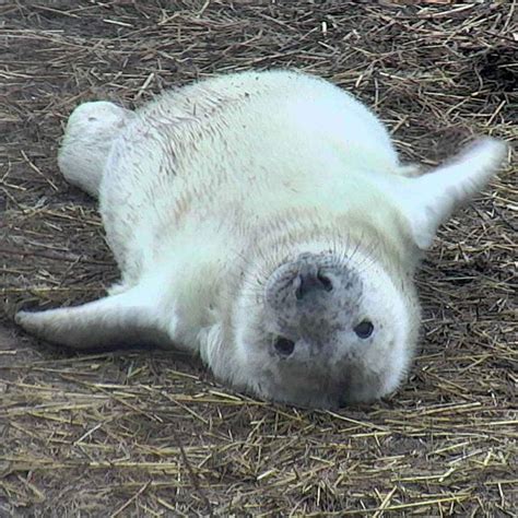 Just An Adorable Gray Seal Pup Observing The World Around It Courtney