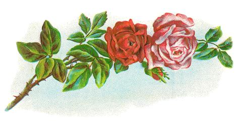 Antique Images Vintage Flower Clip Art Vintage Rose