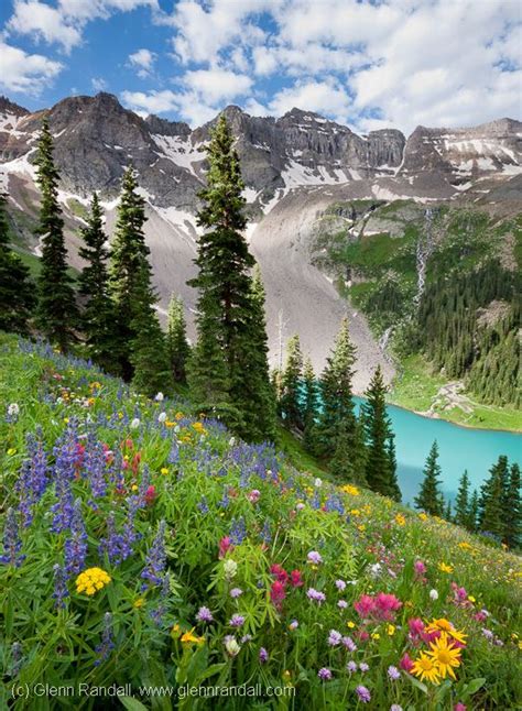 Wildflowers Above Blue Lake Mt Sneffels Wilderness Colorado Flowers