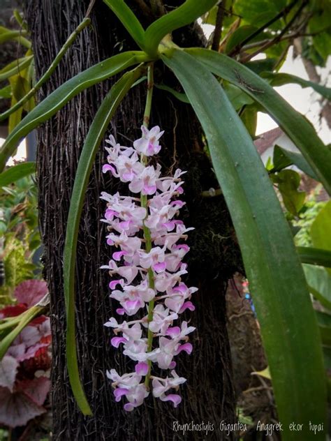 Anggrek Cymbidium Australia Orchid Flowers