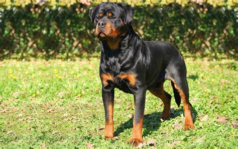 Wherever you go, she is. Indiana Rottweiler Puppies, Champion German European Import, Crystal Creek Rottweilers, Block ...