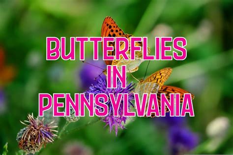 40 Butterflies In Pennsylvania Pictures And Identification