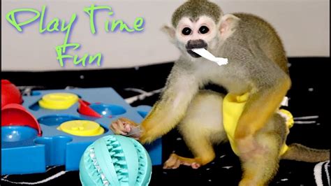 Baby Squirrel Monkey Ollie Loves Straws Youtube